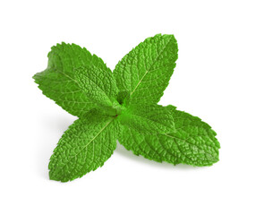 Fresh mint plant with green leaves isolated on white