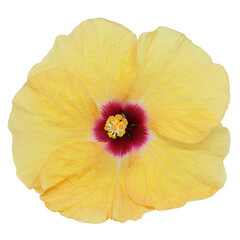 Yellow hibiscus flower isolated on transparent background
