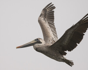 California Brown pelican has wings spread wide while taking off in flight against a coastal...
