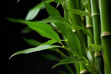 a plant known as lucky bamboo. Generative AI - obrazy, fototapety, plakaty