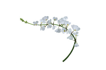 Close-up shot of white flower bouquet isolated on transparent background png file.