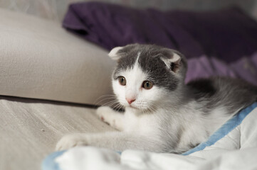 Fototapeta na wymiar A gray-white fold-eared kitten lies in a bed under a blanket. Furry family member. Favorite pet and best friend.