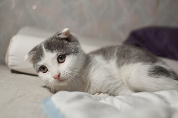 A gray-white fold-eared kitten lies in a bed under a blanket. Furry family member. Favorite pet and best friend.