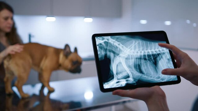 Veterinarian looking at dog x-ray image on digital tablet in modern clinic. Female assistant doing check up of domestic animal in vet hospital. Veterinary doctor examining French Bulldog skeleton 