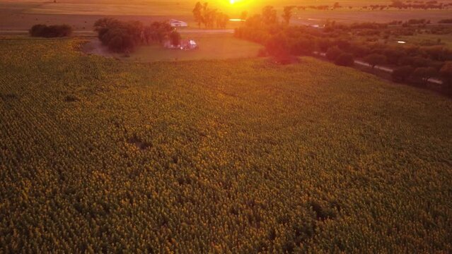 Vista aerea de un campo de girasoles al amanecer el dron va descendiendo lentamente