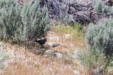bird sitting under a bush, antelope island, utah