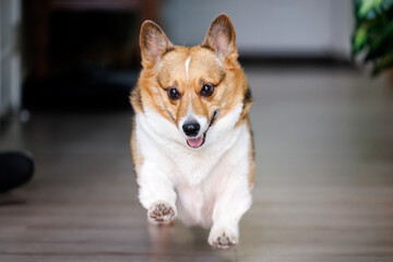 tricolor corgi runs with joy