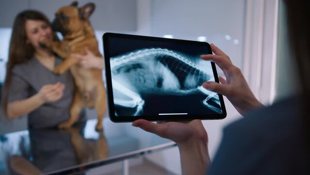 Female vet checking skeleton of dog on tablet screen in doctors office. Nurse treating French bulldog on table in vet clinic. Veterinary specialist examining animal with x-ray on digital tablet 