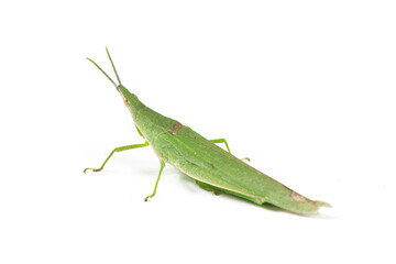 green locust or acrida cinerea of grasshopper isolated on white background.