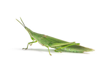 green locust or acrida cinerea of grasshopper isolated on white background.