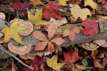 Colorful autumn leaves in the forest.Delaware (USA).