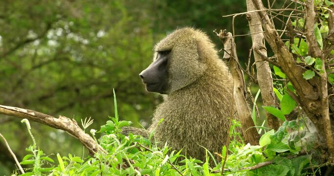 Closeup shot of a baboon sitting and trees around in Tarangire park.