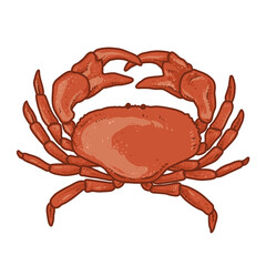 red sea crab transparent background. Seafood dish. Hand drawing illustration.