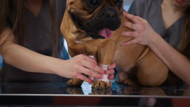 Closeup of veterinary specialists making bandage for dog paw on examination table. Vet and assistant wrapping pet leg with bandage. Female veterinarians checkup French Bulldog in modern clinic 