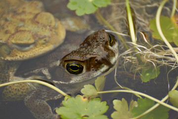 frog in water