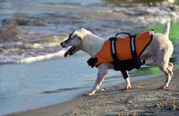 Dog running and playing on the seashore