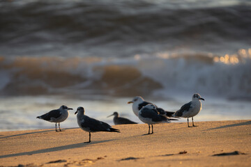 Shorebirds at dawn on the beach. - obrazy, fototapety, plakaty