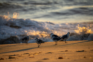 Obraz premium Flock of seagulls on the beach at sunrise.