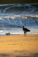 Birds on the beach at sunrise.