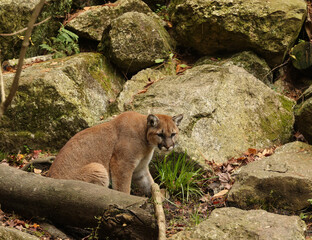 Mt Lion in the Rocks