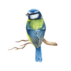 Blue tit bird backside view on the tree branch. Watercolor painted illustration. Hand drawn cute tiny titmouse with yellow and blue feathers. Blue tit on the twig isolated on white background