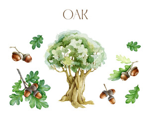 Oak tree, acorns, leaves painted set. Watercolor illustration. Hand drawn oak tree brown nut with green leaf, branch elements on white background. Oak tree park and forest natural element set © anitapol