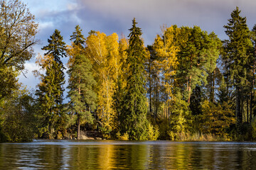 yellowed trees on the shore of a lake in an autumn park
