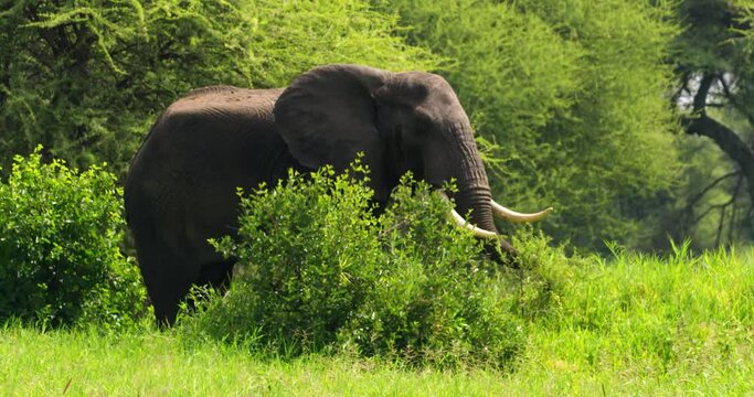 Footage of elephant standing behind bushes on a sunny day in Africa.