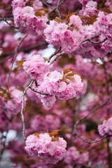 Beautiful cherry blossoms hanging down on a branch in Bonn, Germany.