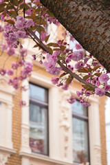 Cherry blossoms on a tree in front of a building in Bonn, Germany.