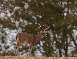 Big Eight in a Field