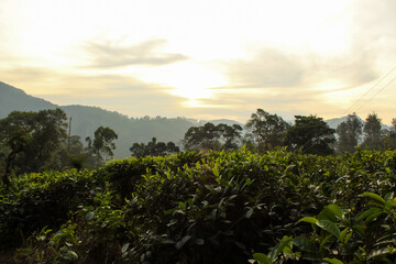 Fototapeta premium The tea plantations around Little Adam's Peak, Ella, Sri Lanka.