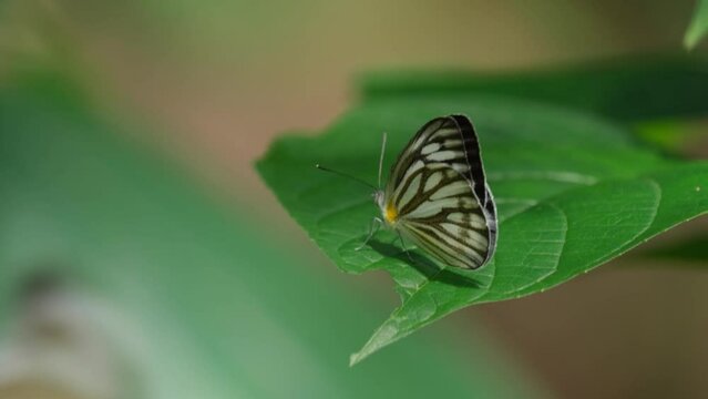 Moving with the with as perched on a leaf as other butterflies flyby, Striped Albatross Appias libythea olferna, Thailand