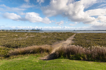 footpath across mangrove swamps at North Shore suburb with Auckland CBD skyline, blue sky and copy space