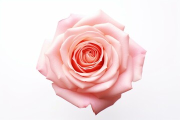 Singular pink rose on white background. Generative AI