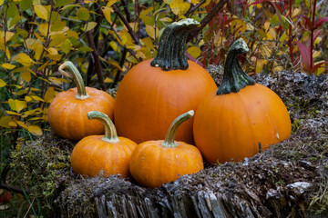 Pumpkins on an old stump with colourful autumn leaves in behind.