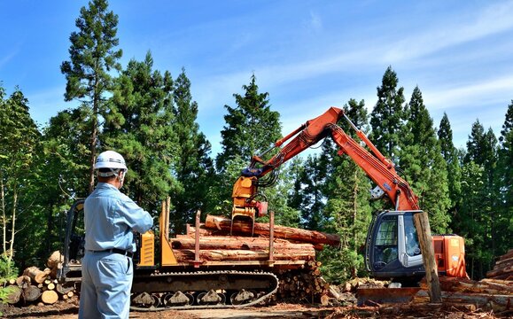 間伐作業の安全を監視する管理者