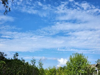 clouds over the forest