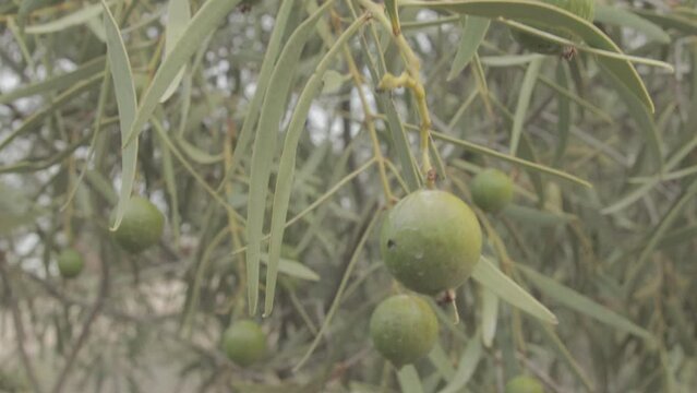 quandong fruit not yet ripe