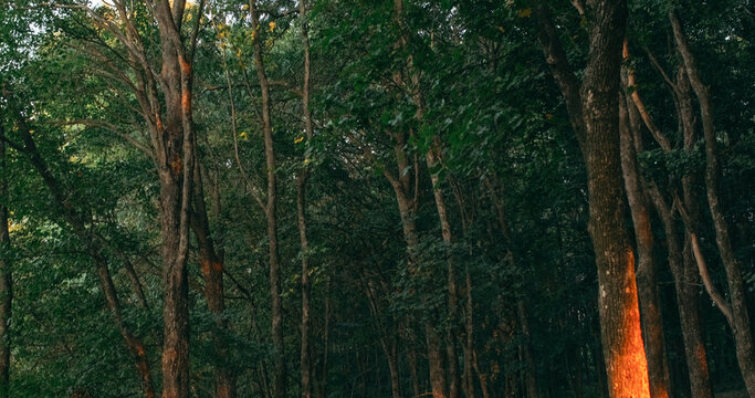Woods scenery background. Forest conservation. Nature park. Peaceful summer nature lush trees with green foliage in afternoon sunshine beam light.