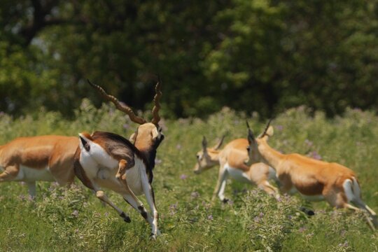 impala in the savannah