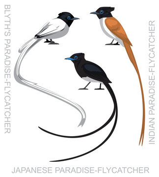 Cute Bird Paradise-Flycatcher Set Cartoon Vector