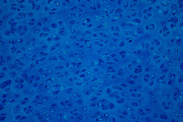 Showing Light micrograph Type of Tissue Human under the microscope in Lab. - obrazy, fototapety, plakaty