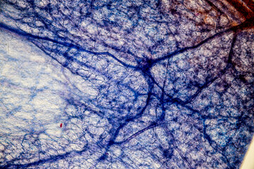 Showing Light micrograph Type of Tissue Human under the microscope in Lab.