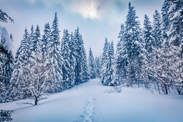 Dramatic winter scenery. Gloomy morning view of mountain forest. Exciting winter landscape of...