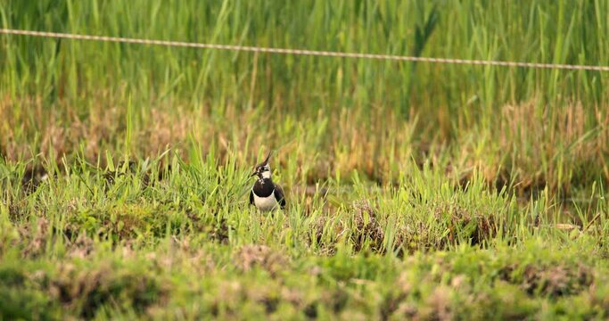 Spur-winged Lapwing stands on the grass and takes off