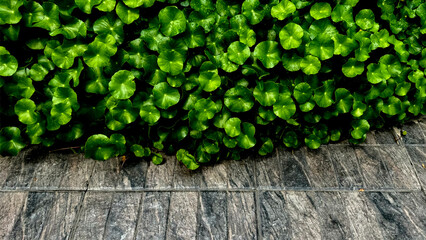 Green leaves with raindrops on brick block floor footpath.