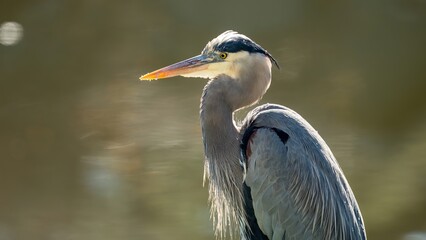 Close up of Blue heron against water.