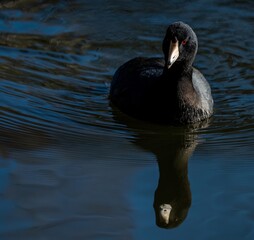 American Coot swimming on a lake