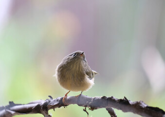 Cute ruby-crowned kinglet sitting on a branch looking up with a colorful out of focus background.